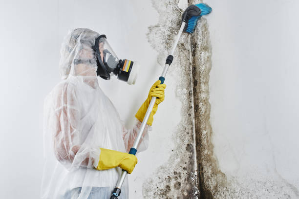 Best Commercial Mold Removal  in Fort Denaud, FL
